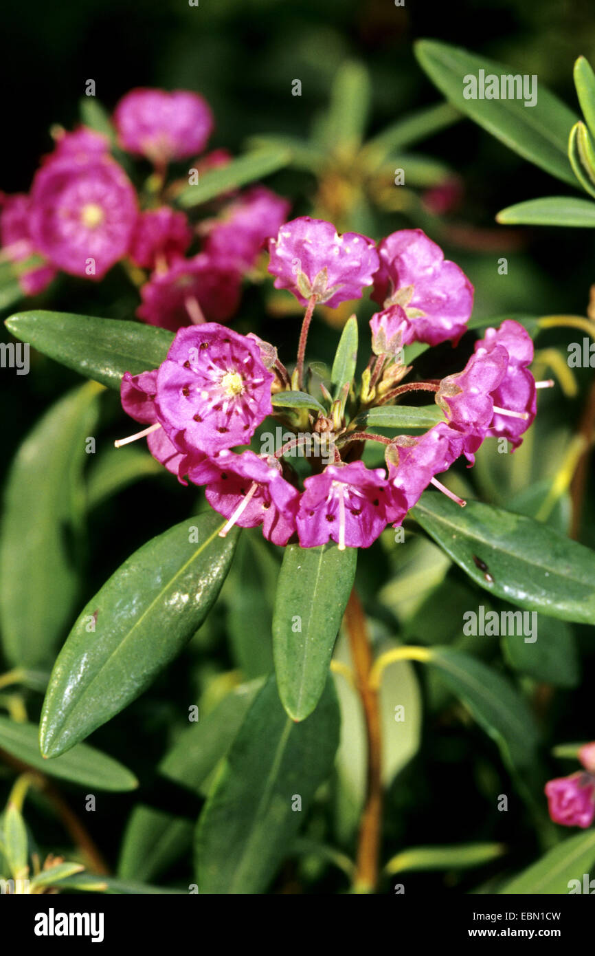 sheeplaurel (Kalmia angustifolia), blooming branch Stock Photo Alamy