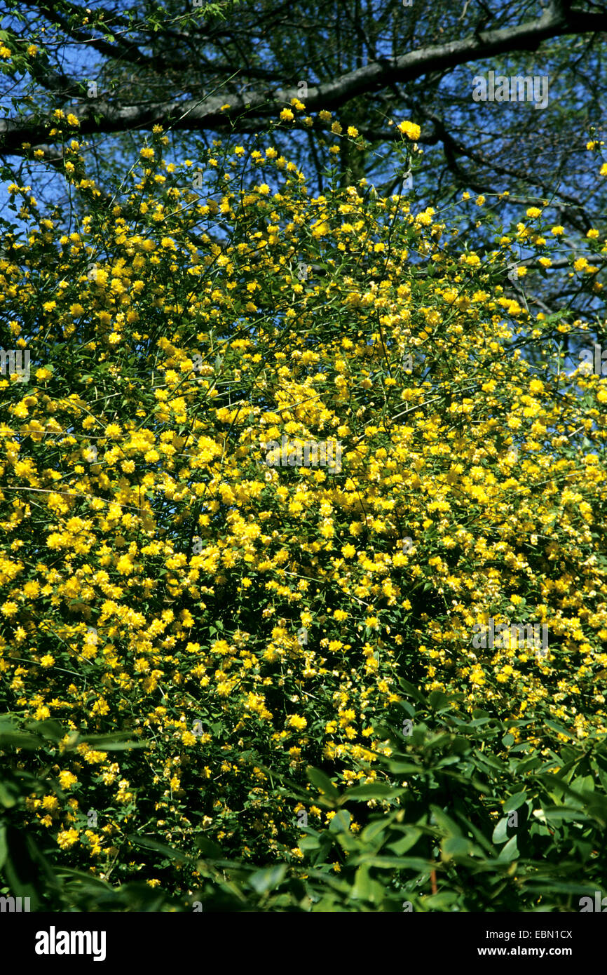 Japanese Rose, Jew's Mallow, Jews Mallow (Kerria japonica 'Pleniflora', Kerria japonica Pleniflora), cultivar Pleniflora Stock Photo