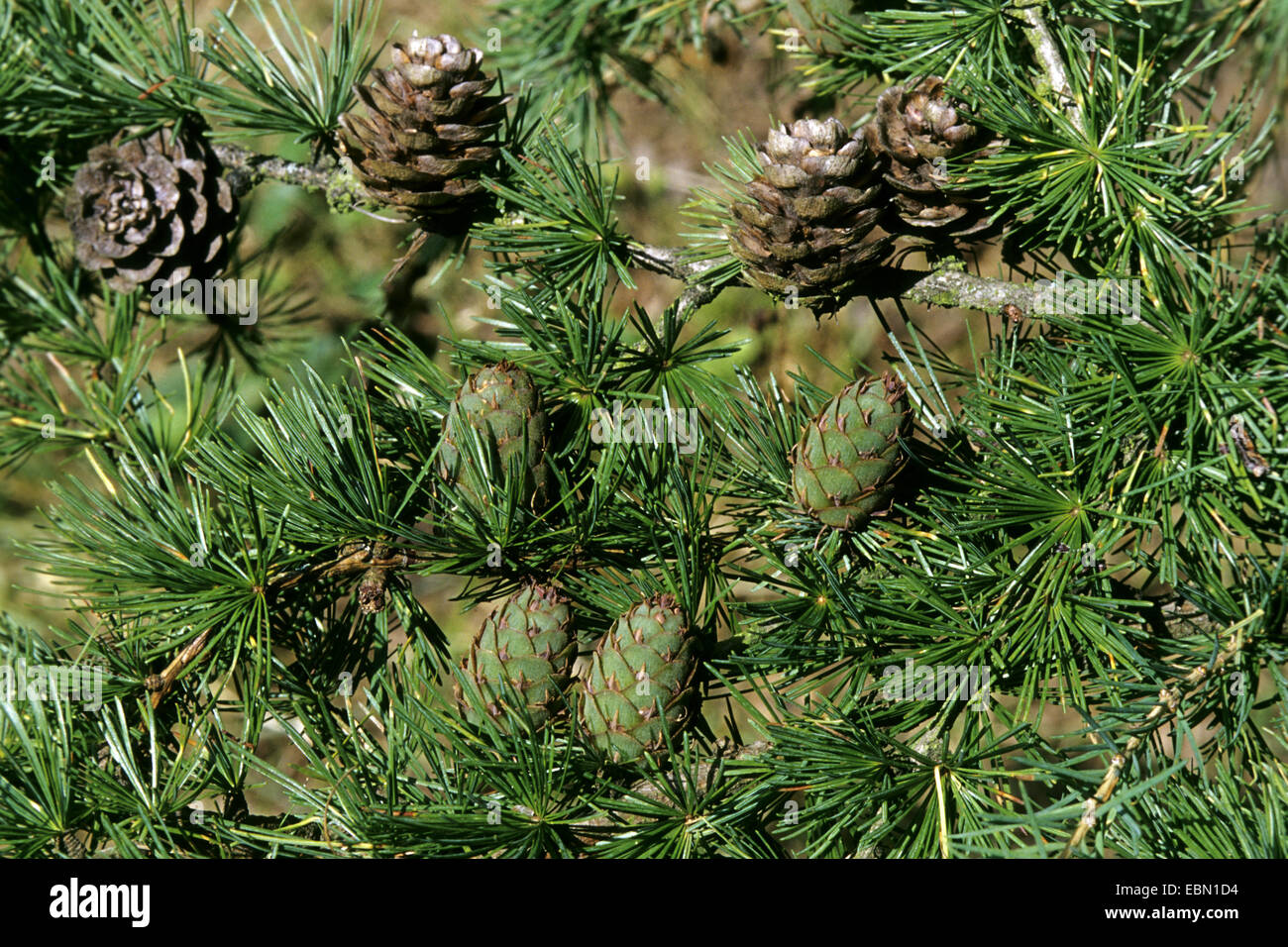 common larch, European larch (Larix decidua, Larix europaea), female ...