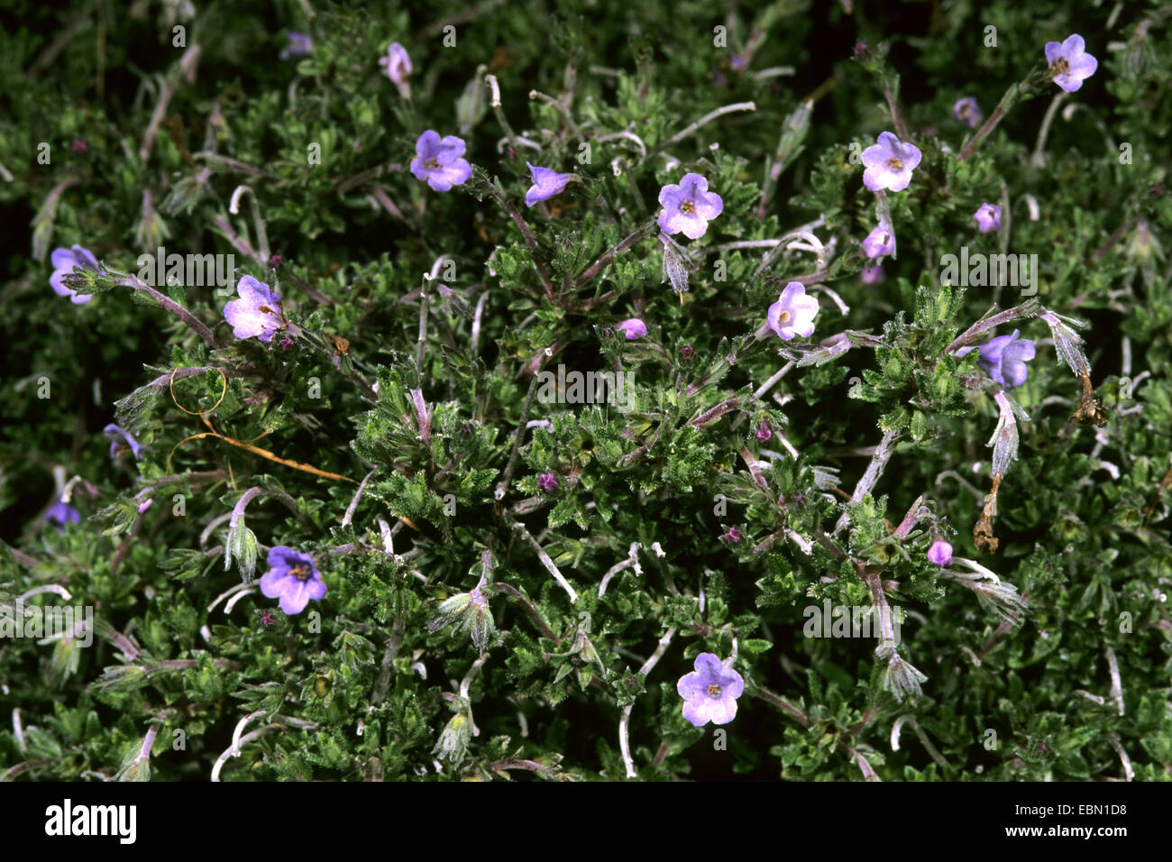 Lithodora hispidula (Lithodora hispidula), blooming Stock Photo