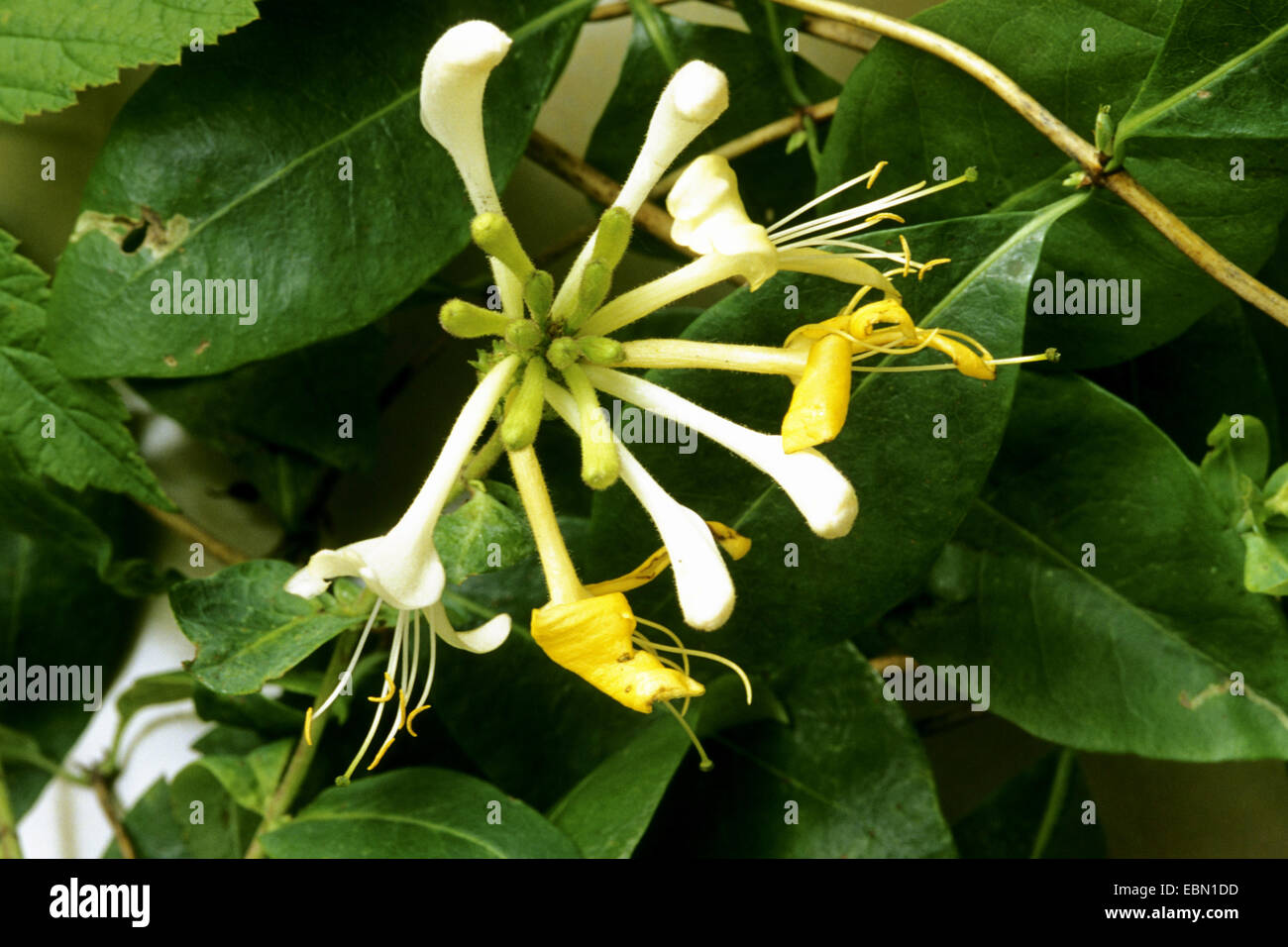 woodbine honeysuckle, English wild honeysuckle (Lonicera periclymenum