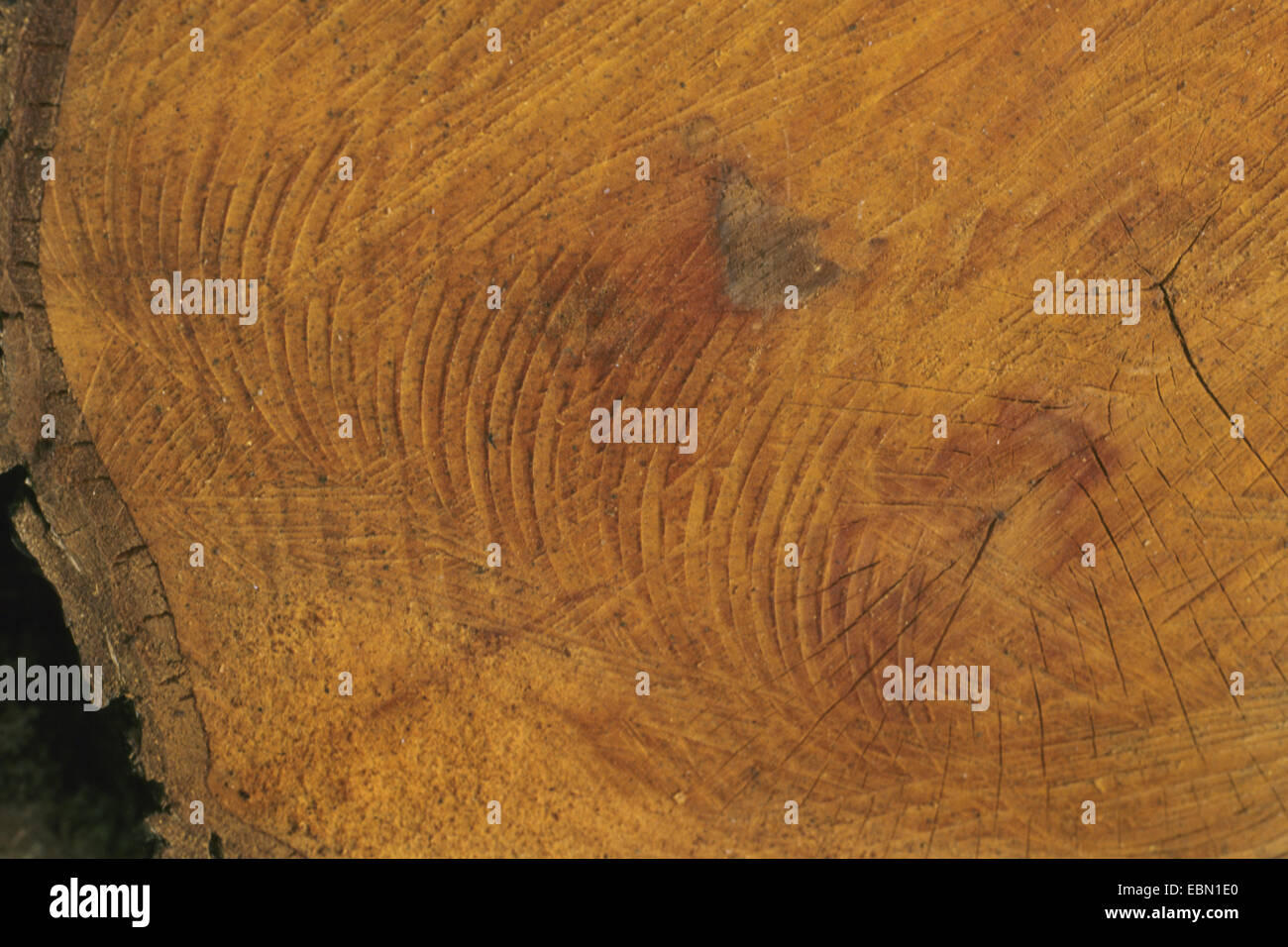 common alder, black alder, European alder (Alnus glutinosa), timber, Germany Stock Photo