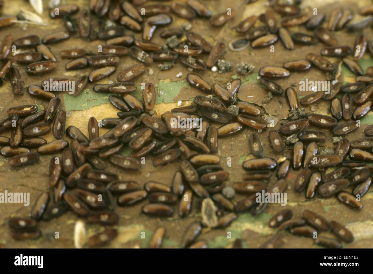 Psyllium plantain (Plantago afra), seeds Stock Photo