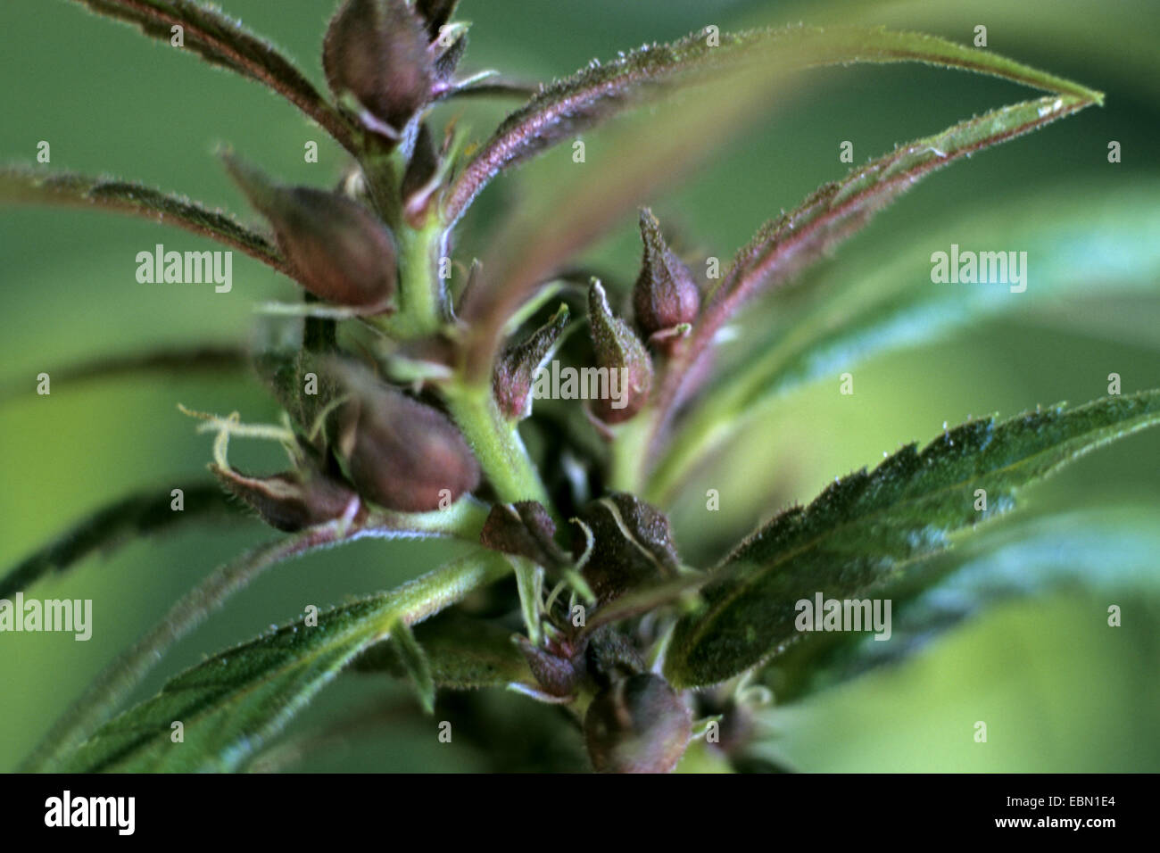 Hemp (Cannabis sativa subsp. sativa), fruits Stock Photo Alamy