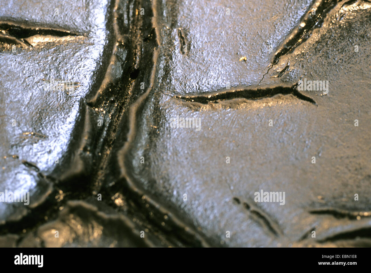 common liquorice, cultivated licorice, licorice, liquorice, sweet licorice, sweet wood, true