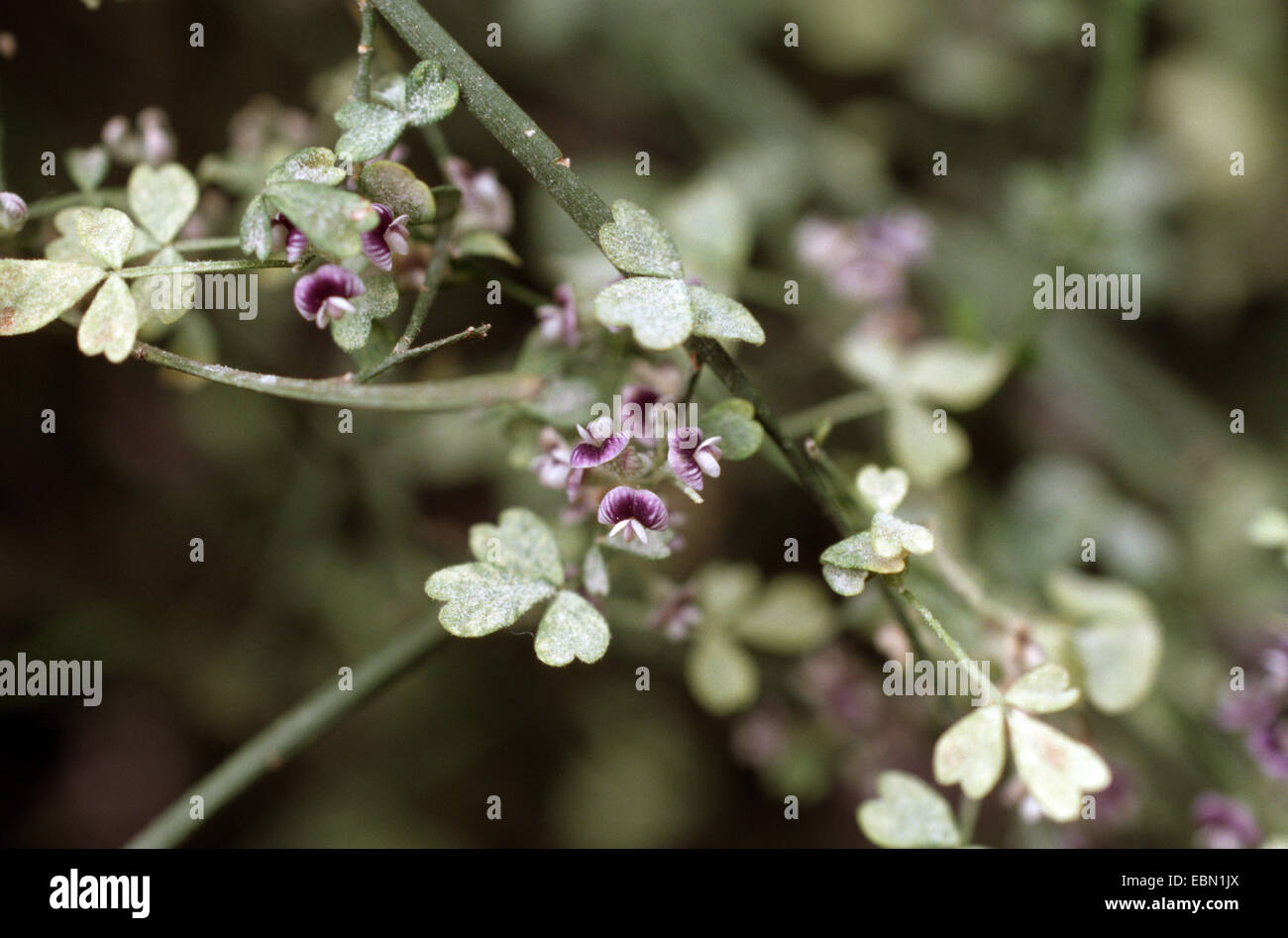 Carmichaelia, Makaka  (Carmichaelia australis), blooming Stock Photo