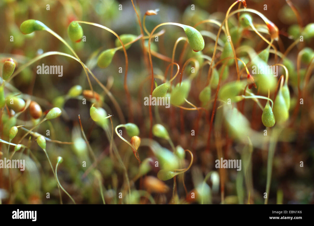 Cord moss (Funaria hygrometrica), capsules, Germany Stock Photo