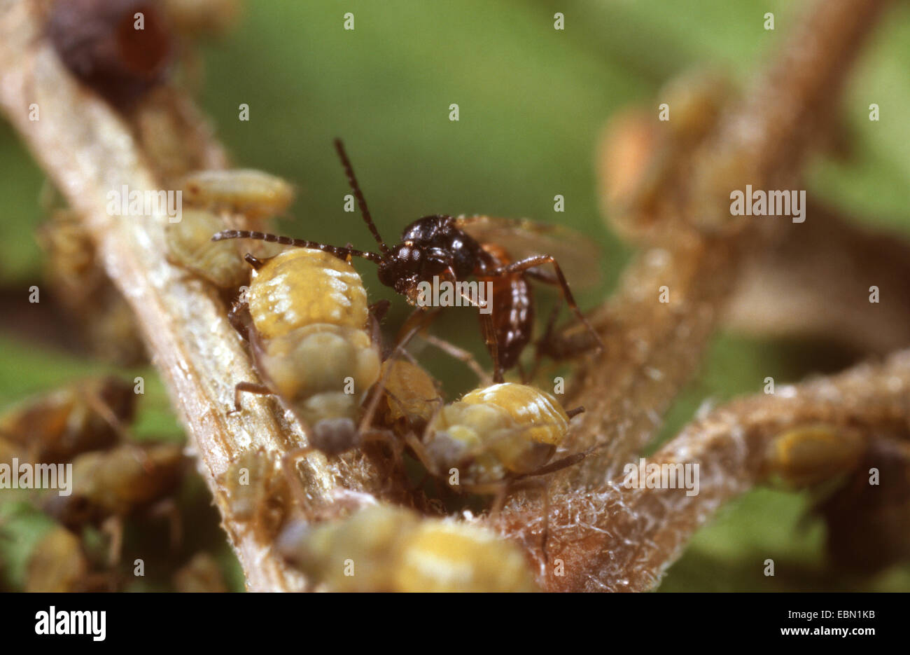 Aphidius hi-res stock photography and images - Alamy