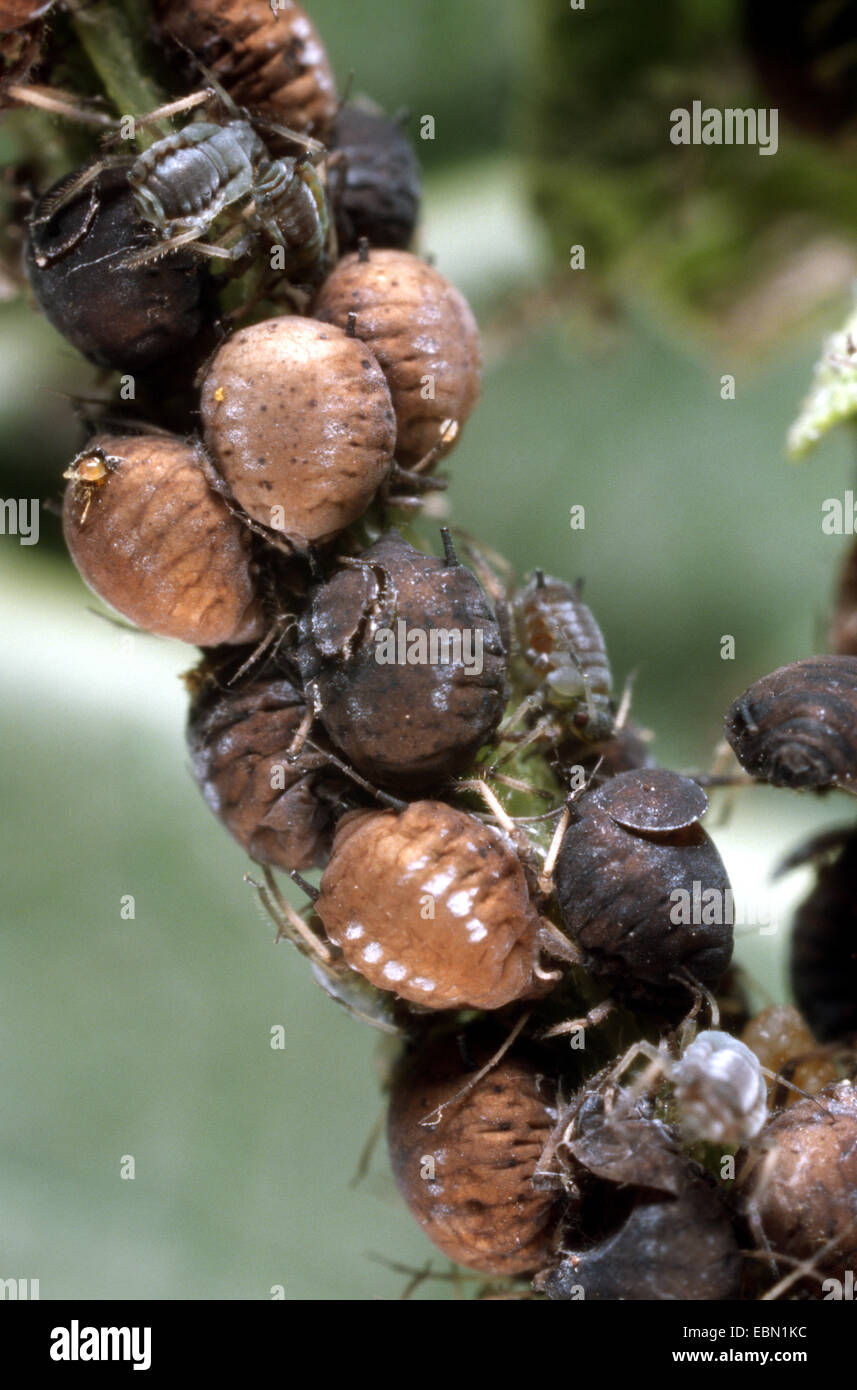 Aphis killed bei Aphidius, Germany Stock Photo