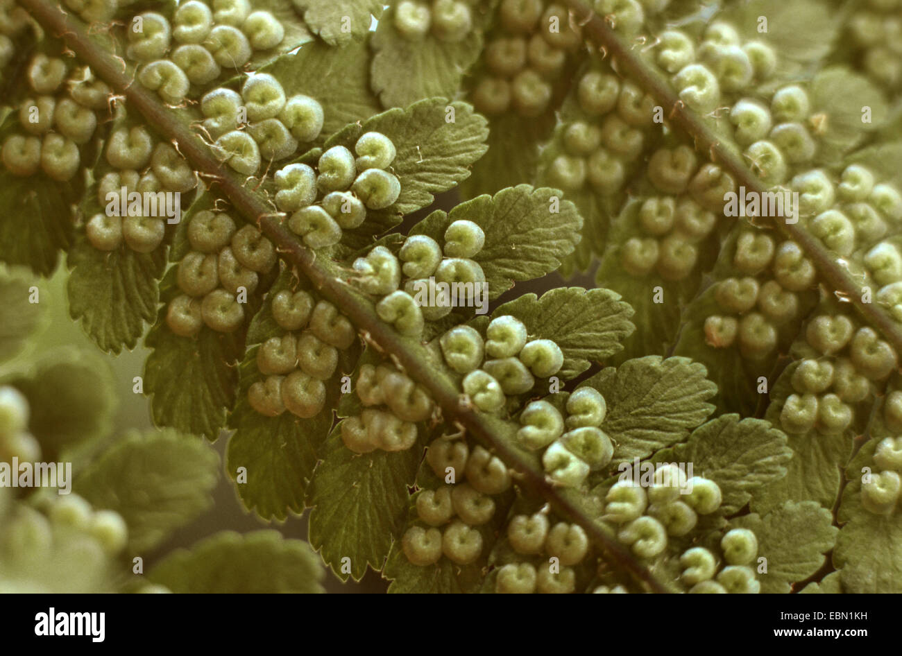 shield ferns, wood ferns (Dryopteris spec.), sporangia Stock Photo