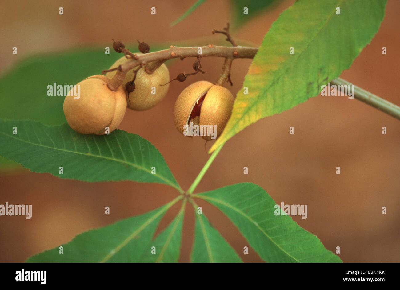 yellow buckeye (Aesculus flava, Aesculus octandra), fruits on a branch Stock Photo