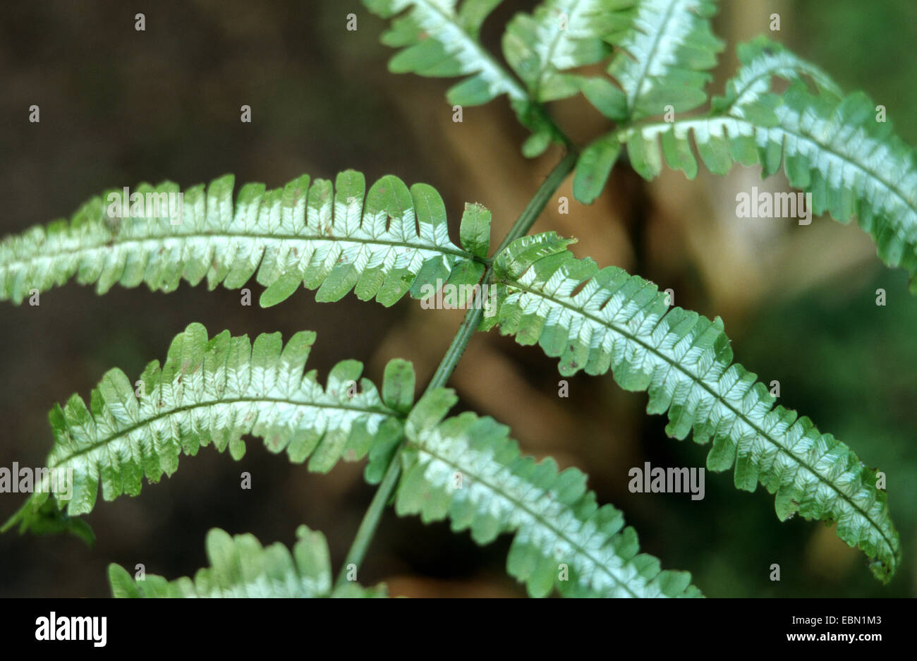 Walking fern, Tailed maidenhair (Asplenium lunulatum), detail of leaf Stock Photo