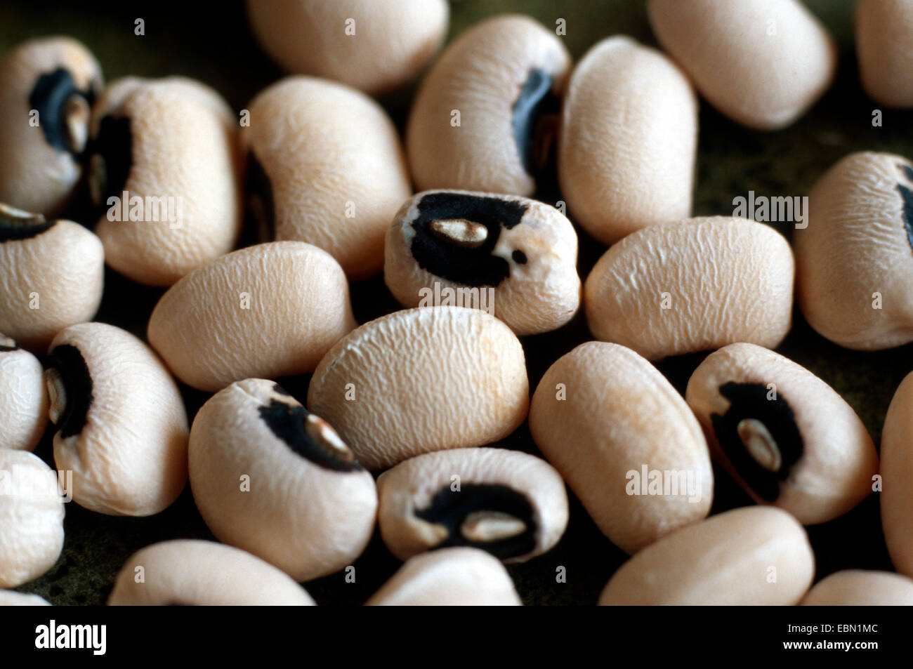 asparagus bean (Vigna unguiculata), Asparagus beans Stock Photo Alamy