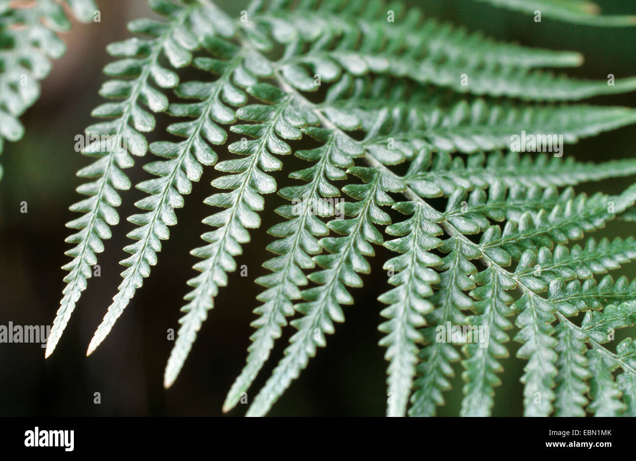 Dixie silverback fern (Pityrogramma calomelanos), detail of a frond Stock Photo