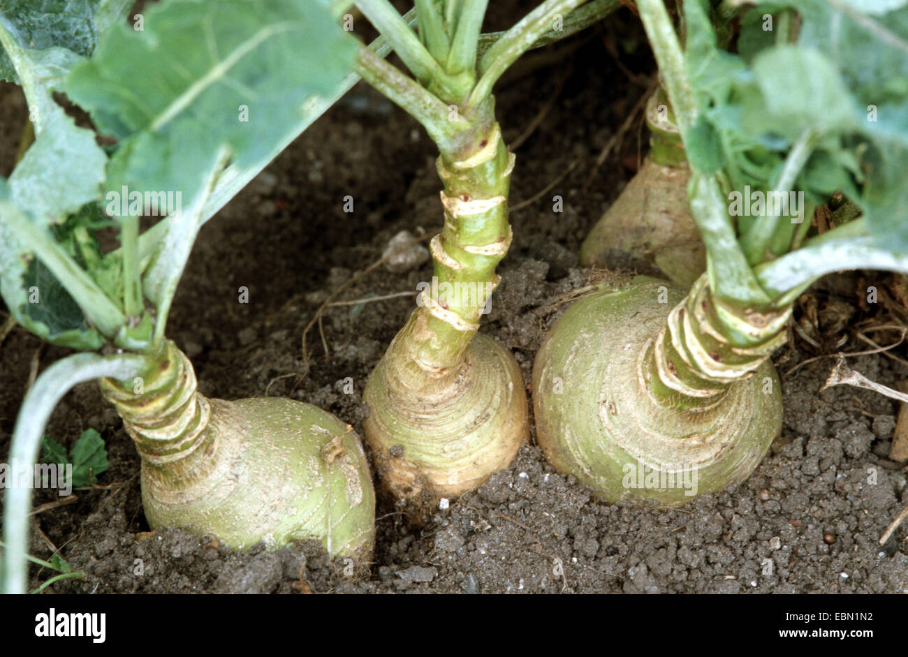 turnip (Brassica rapa rapa), turnips in soil Stock Photo