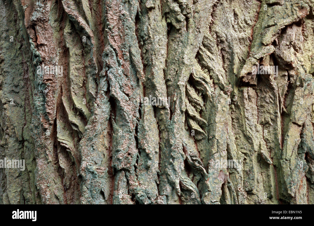 Canadian Poplar (Populus x canadensis), bark Stock Photo