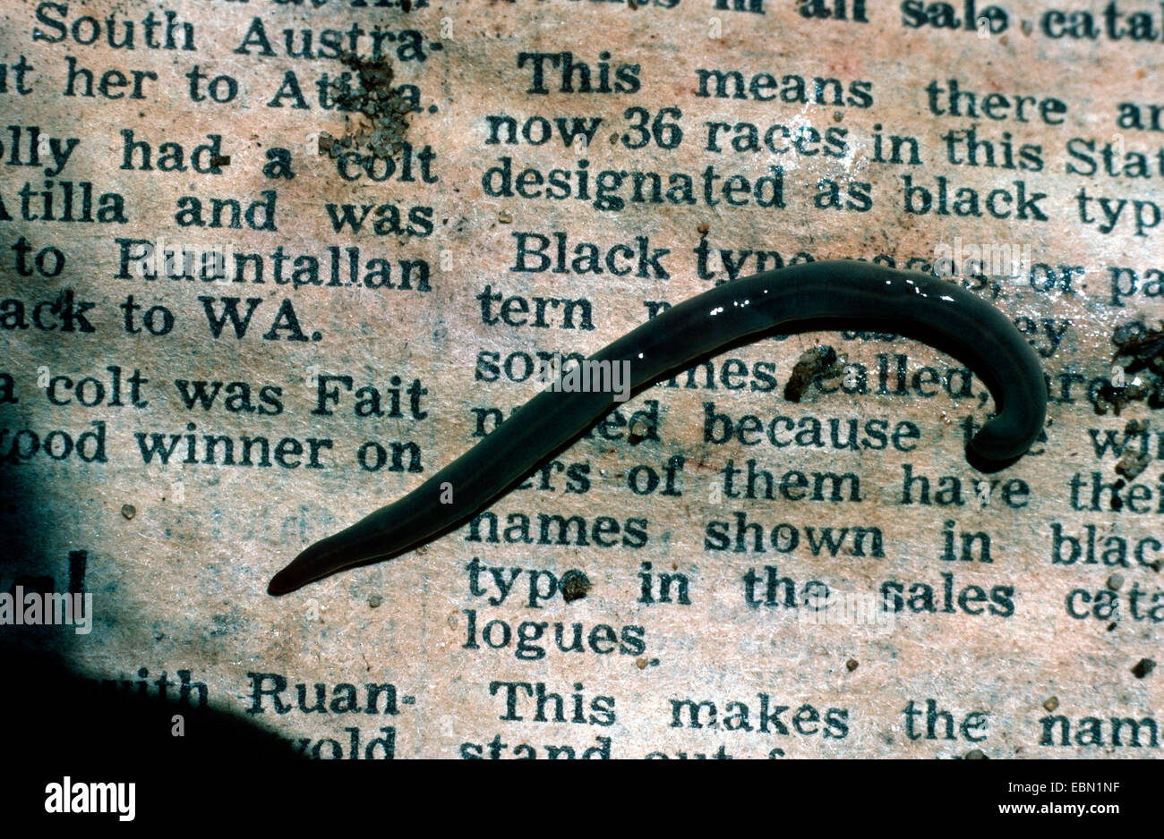 flatworm (Planariidae), lying on an old printed page for size comparison, Australia Stock Photo