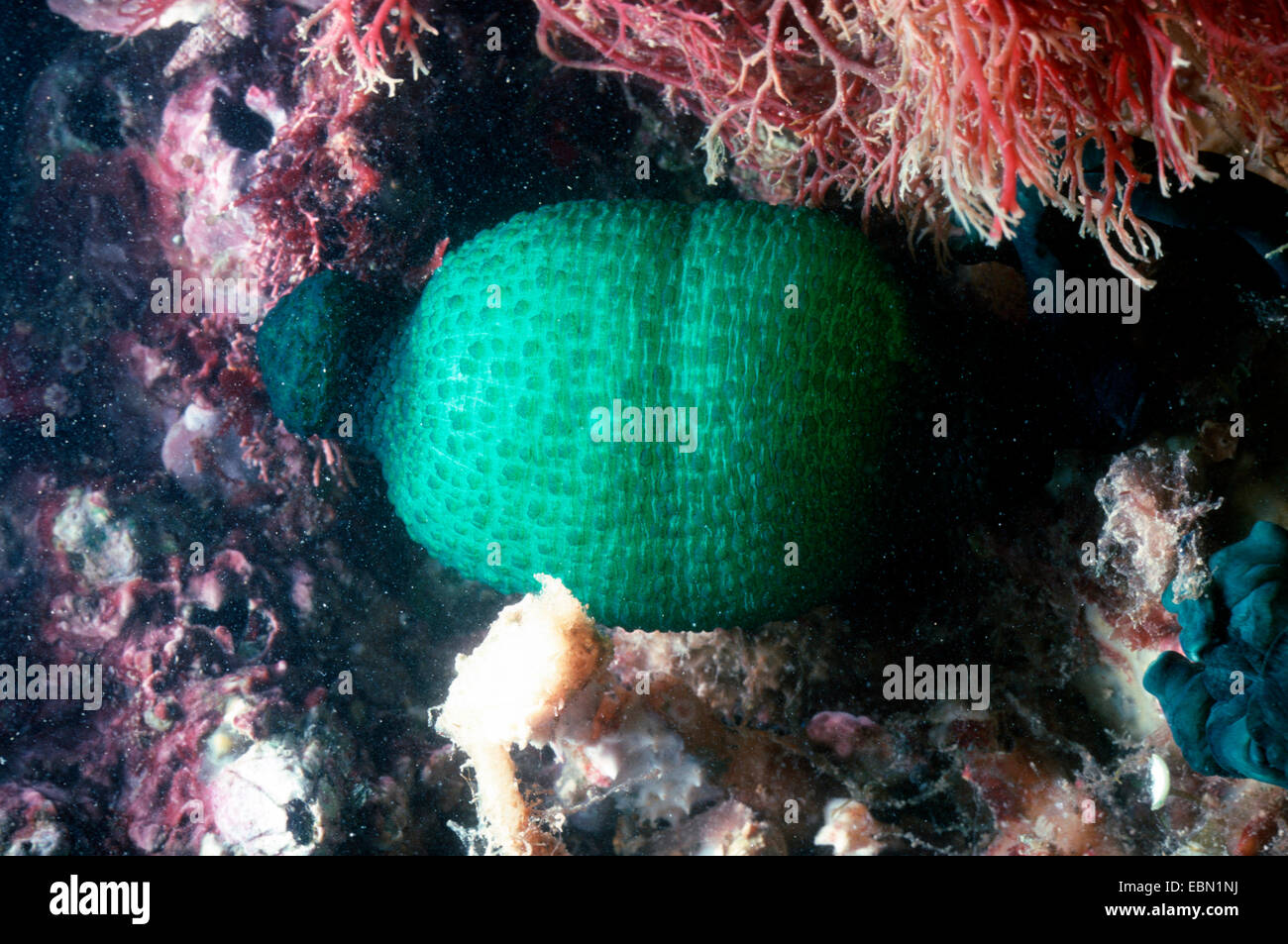 Bonellia viridis (Bonellia viridis), at a reef Stock Photo