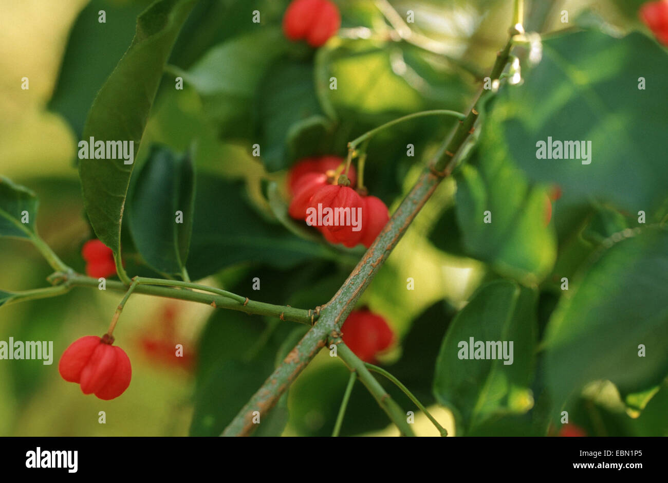 Hamilton's spindletree, Hamilton's spindle tree (Euonymus hamiltoniana, Euonymus hamiltonianus), with fruits Stock Photo