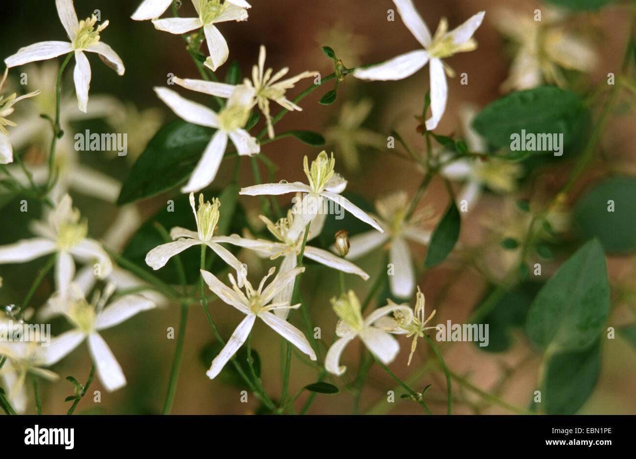 sweet-scented virgin's b (Clematis flammula), blooming Stock Photo