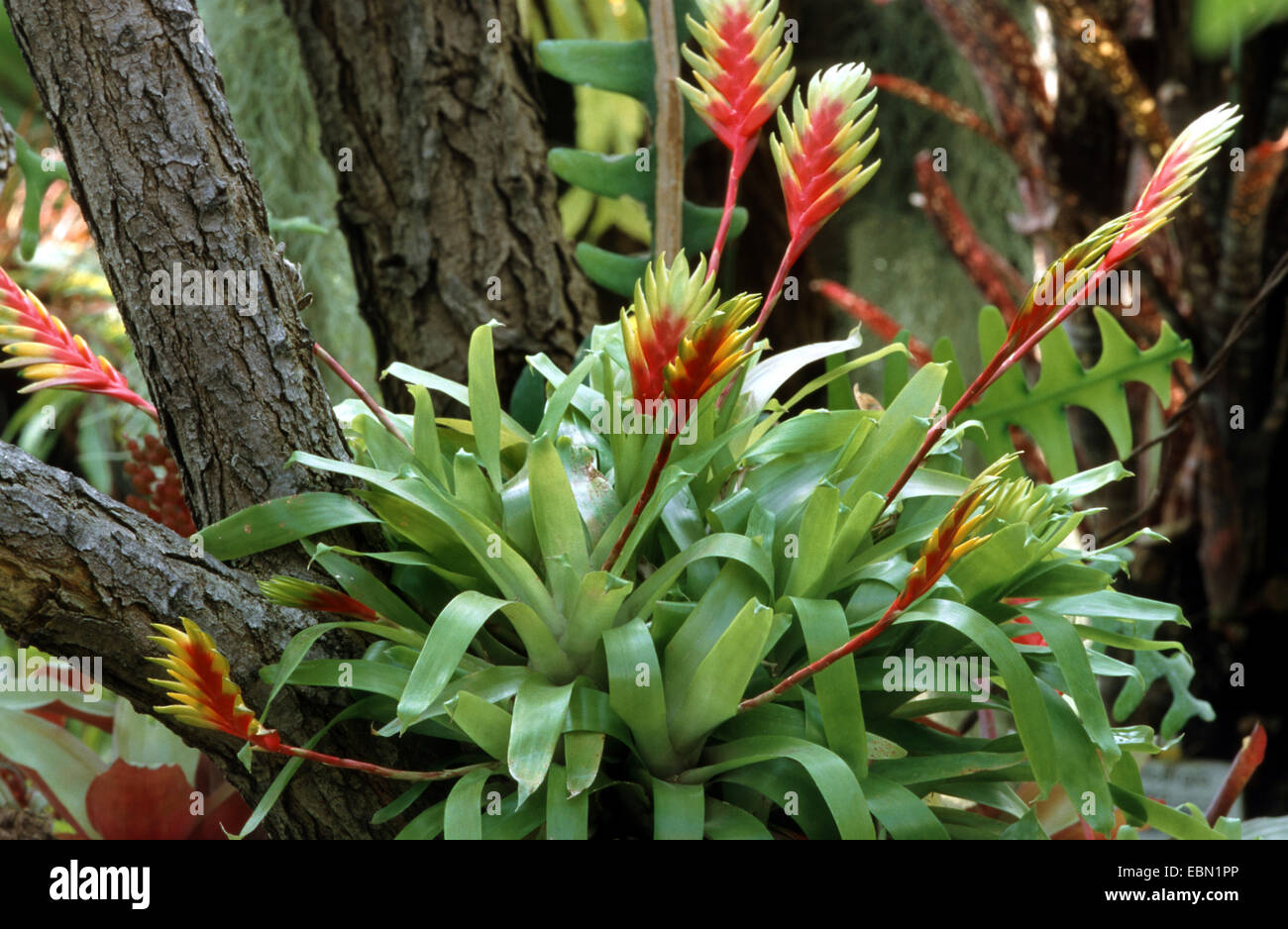 Vriesea (Vriesea carinata), blooming Stock Photo