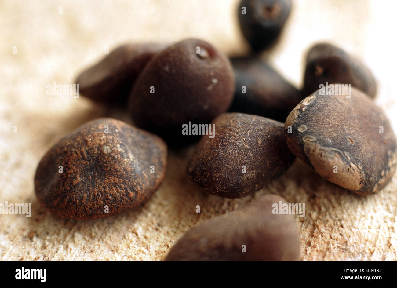 ignatius bean, curare (Strychnos amara, Strychnos ignatii, Strychnos toxifera, Faba indica), seed Stock Photo