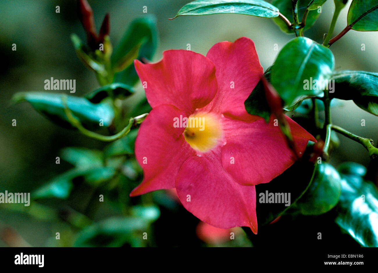 Dipladenia (Dipladenia splendens, Mandevilla splendens), flower Stock Photo