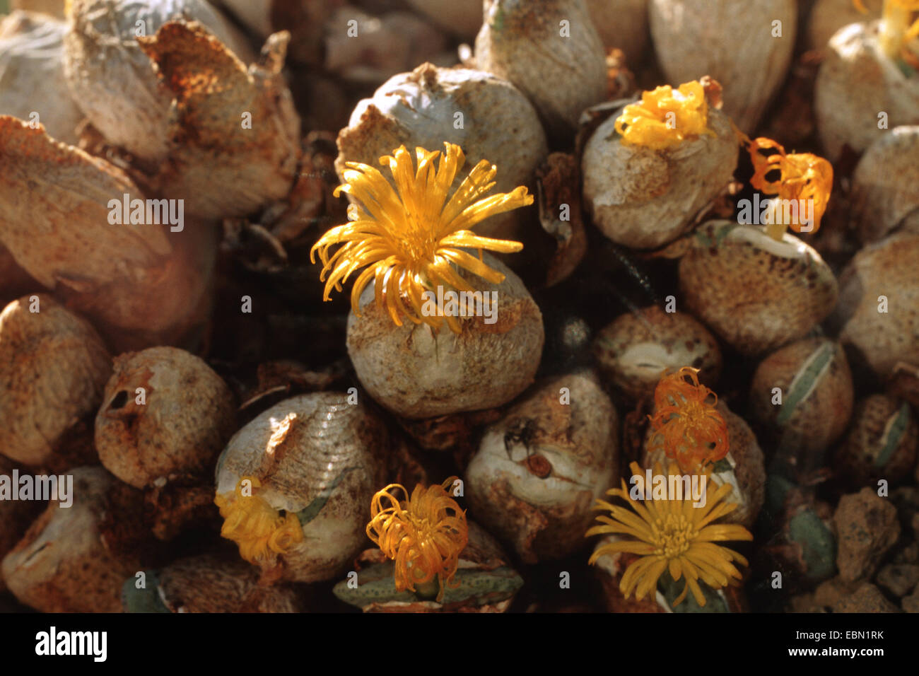 Conophytum ectypum (Conophytum ectypum), blooming Stock Photo