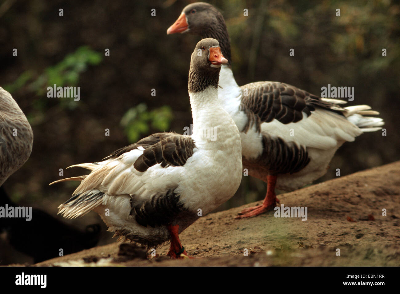 American Saddleback Pomeranian Geese