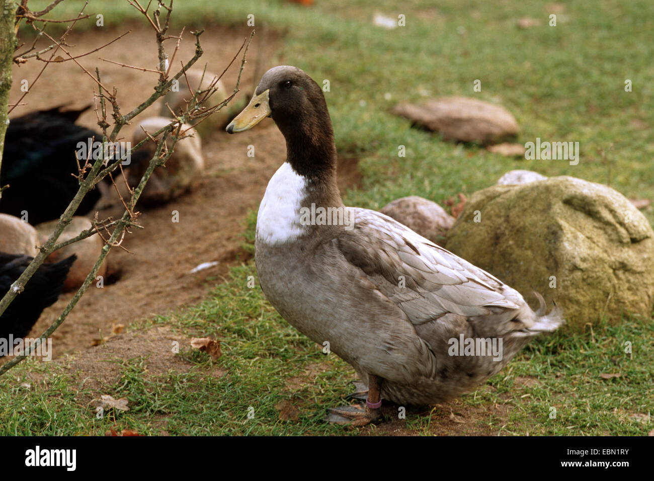 domestic duck (Anas platyrhynchos f. domestica), Rouen Clair Duck standing on lawn Stock Photo