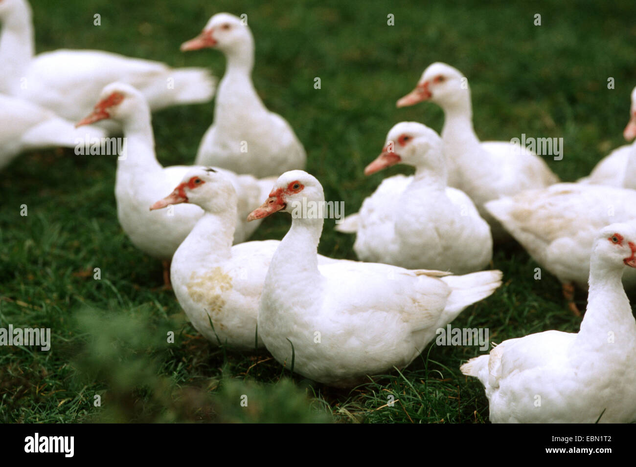 Barbary duck (Cairina moschata), a few females of the domesticated white form of the Muscovy Duck standing in a meadow Stock Photo