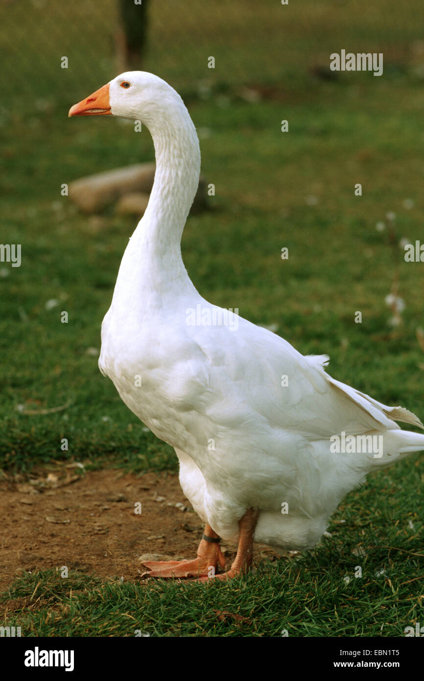domestic goose (Anser anser f. domestica), Embden Goose standing in a meadow Stock Photo