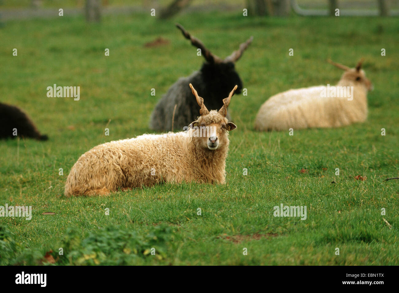 domestic sheep (Ovis ammon f. aries), herd of Rackas sitting in a meadow Stock Photo