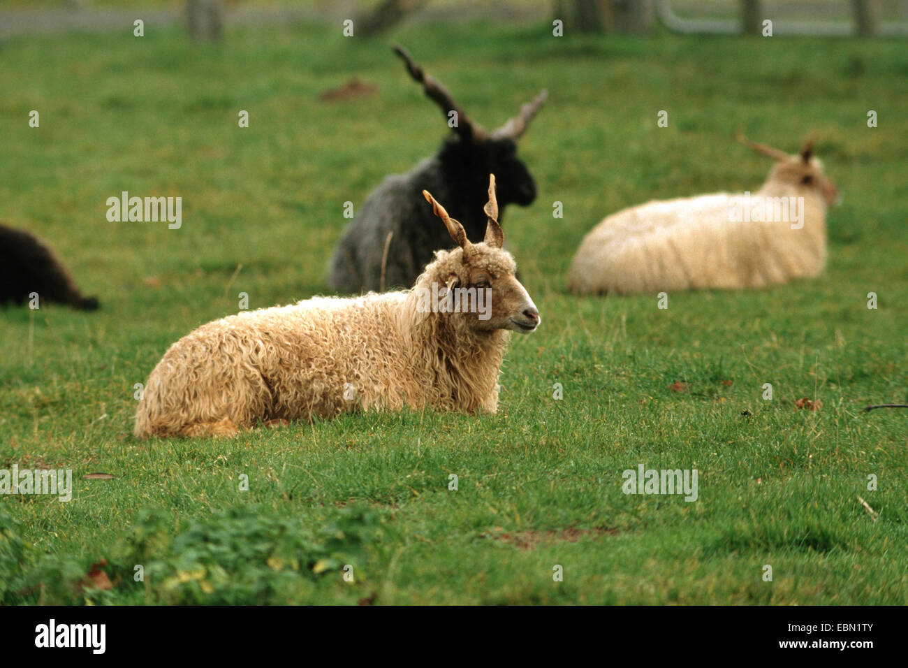 domestic sheep (Ovis ammon f. aries), herd of Rackas sitting in a meadow Stock Photo