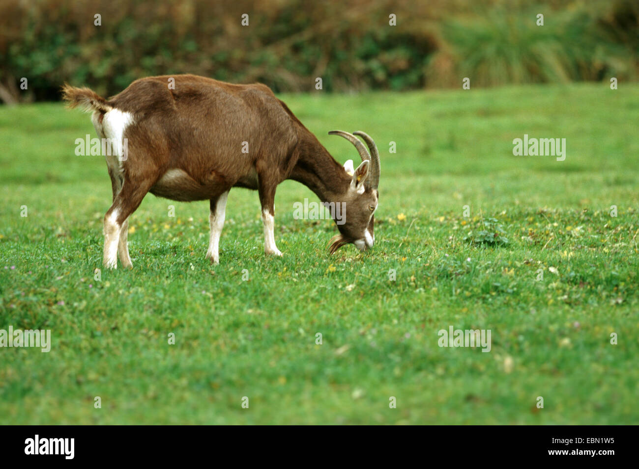 Thuringian Goat (Capra hircus, Capra aegagrus f. hircus), grazing in a meadow Stock Photo