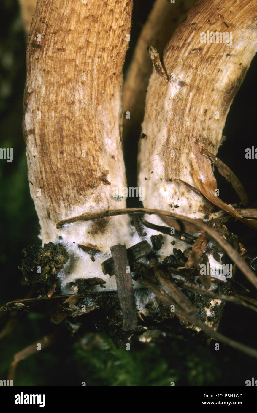 Sheathed woodtuft, Scalycap (Kuehneromyces mutabilis, Galerina mutabilis, Pholiota mutabilis), mycelium, Germany Stock Photo