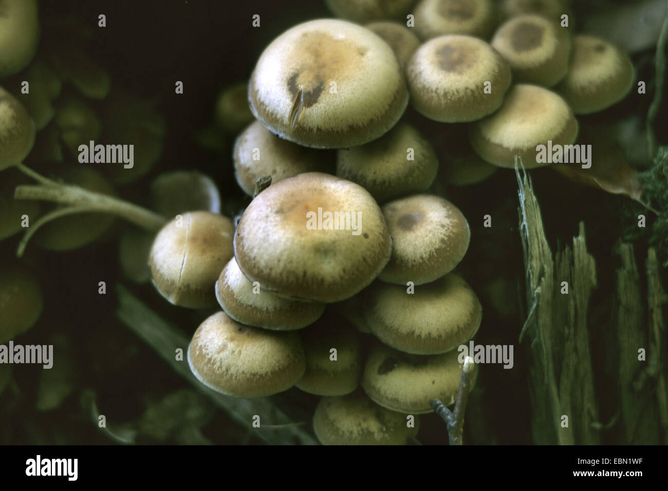 Common stump brittlestem (Psathyrella piluliformis, Psathyrelle hydrophila), fungi, Germany Stock Photo