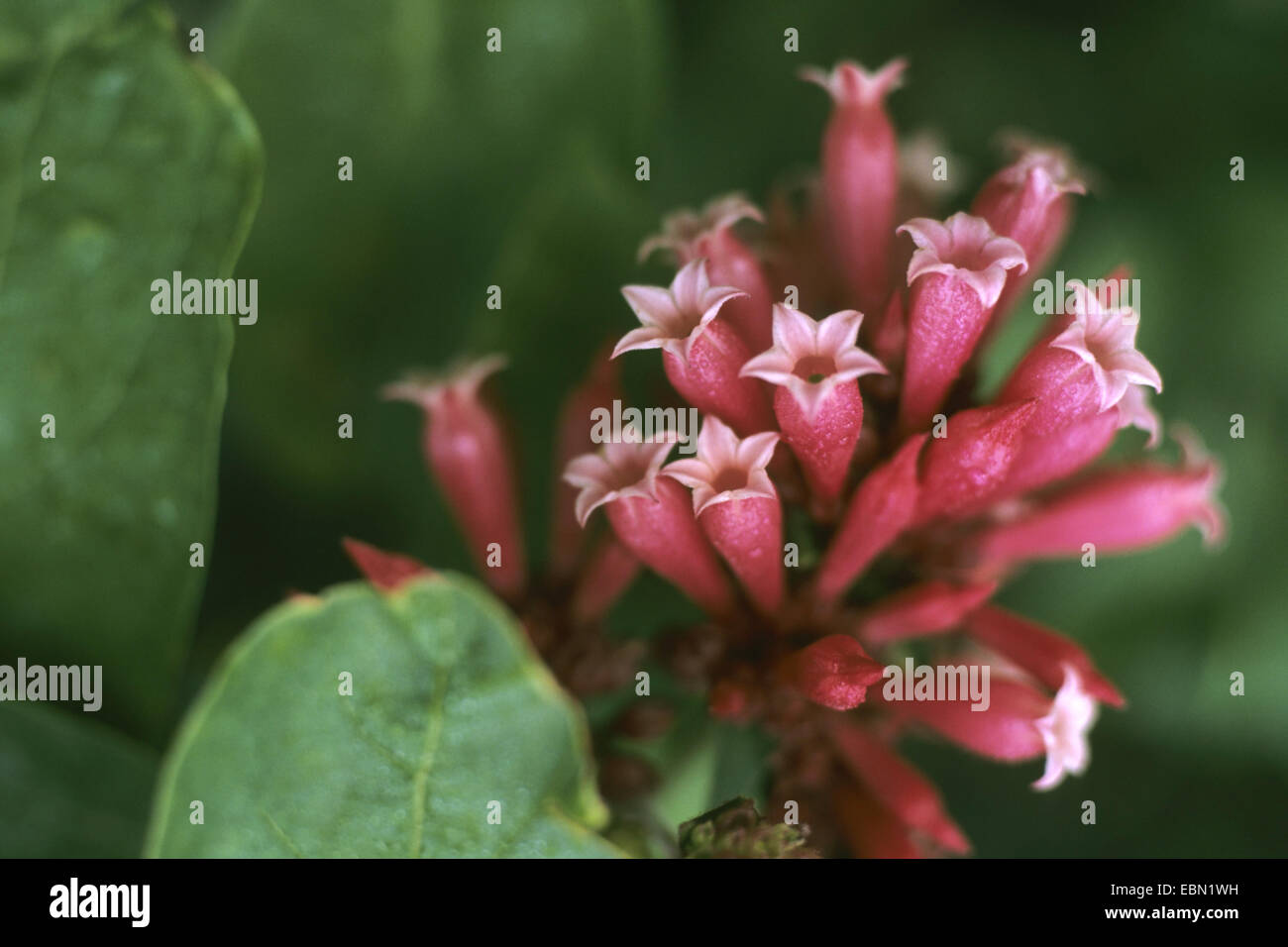 Bastard jasmine, Red Cestrum (Cestrum elegans, Cestrum purpureum