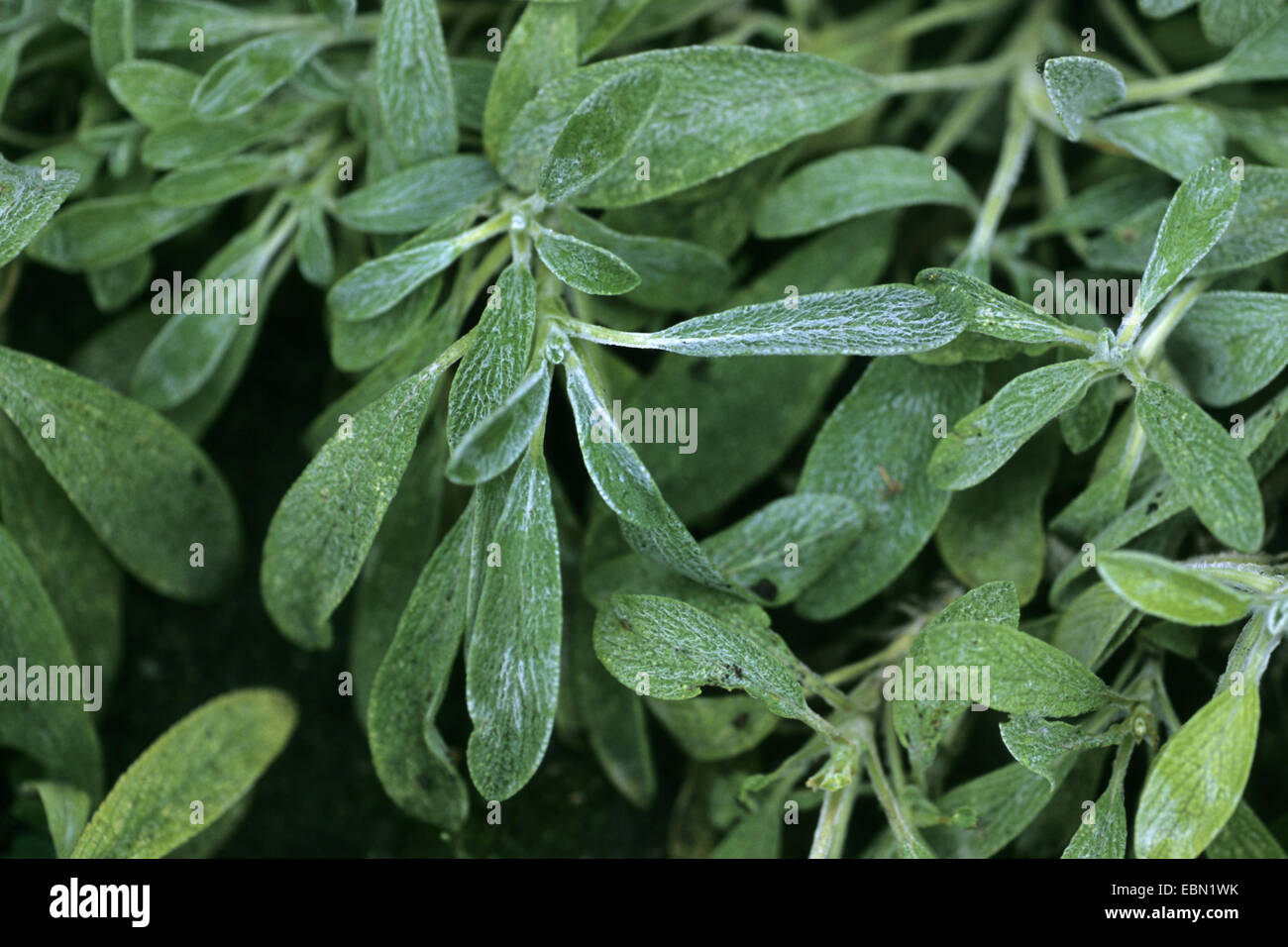 Greak Mountain Tea (Sideritis scardica), leaves Stock Photo