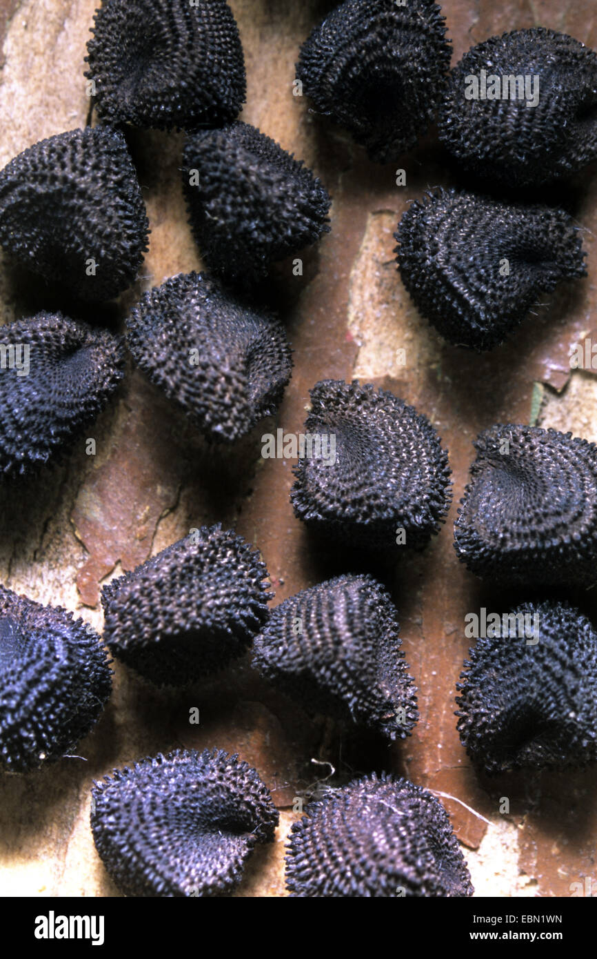 common corncockle (Agrostemma githago), seeds, Germany Stock Photo