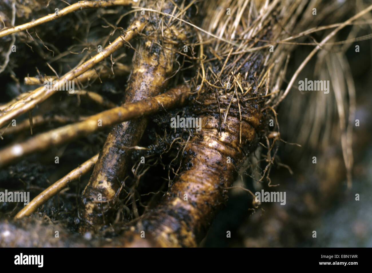 Baldmoney, Spignel, Bearwort (Meum athamanticum), roots, Germany Stock Photo