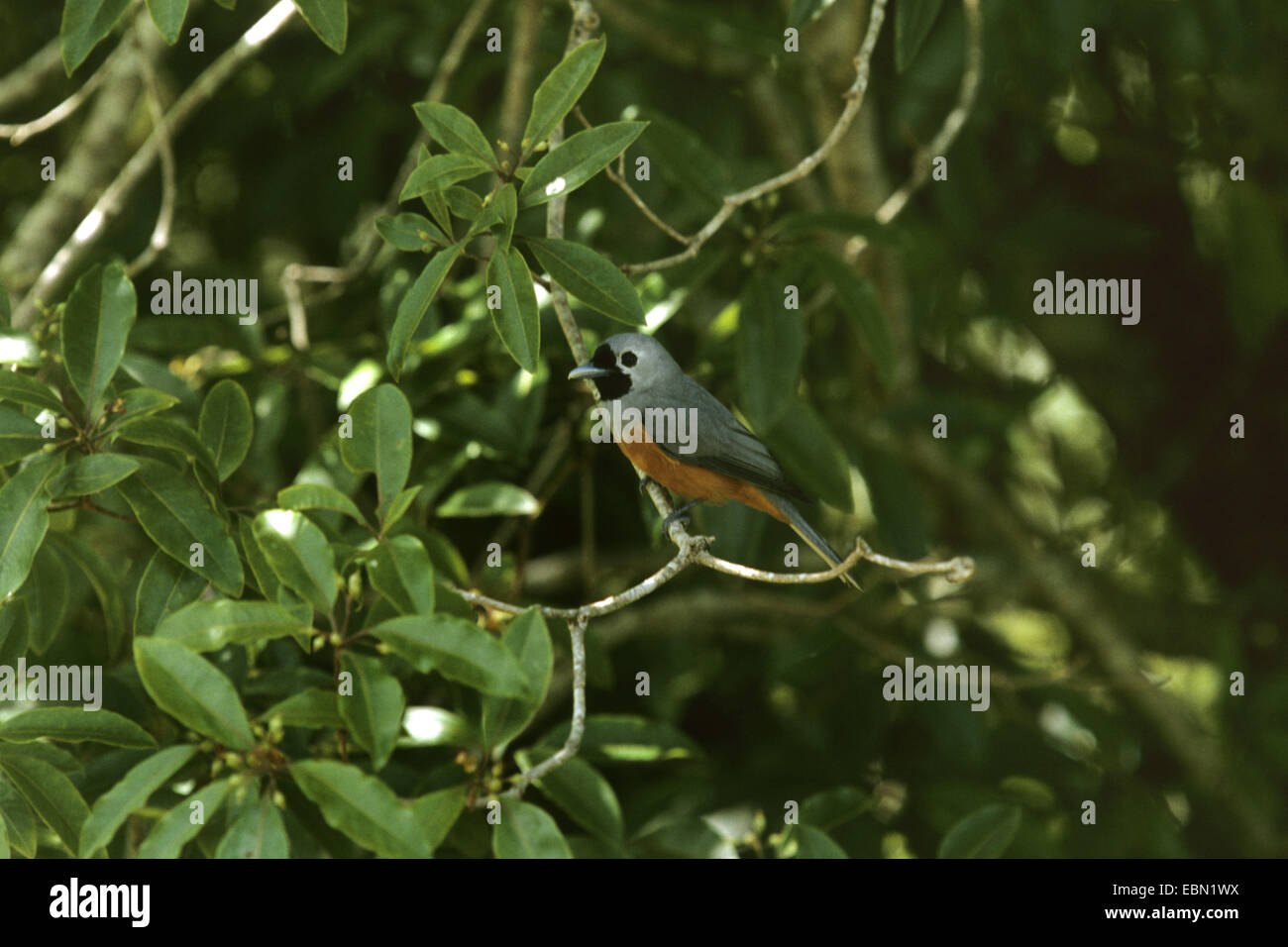 Pearly-winged monarch, Black-faced Monarch (Monarcha melanopsis), sitting on a twig Stock Photo