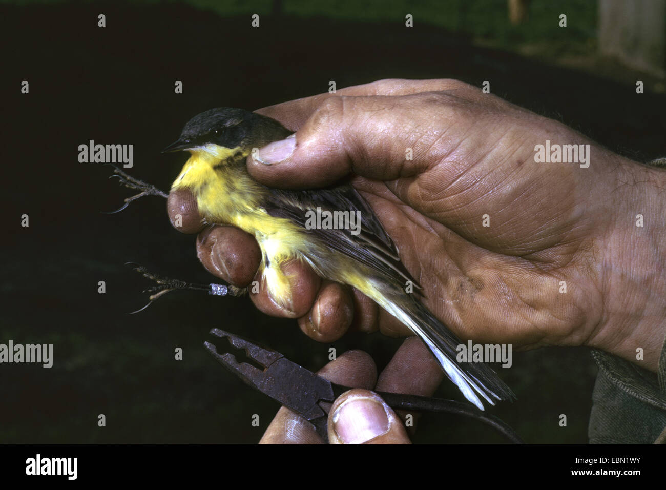 Dark-headed Wagtail, Grey-headed Wagtail, Yellow wagtail (Motacilla flava thunbergi), bird banding Stock Photo