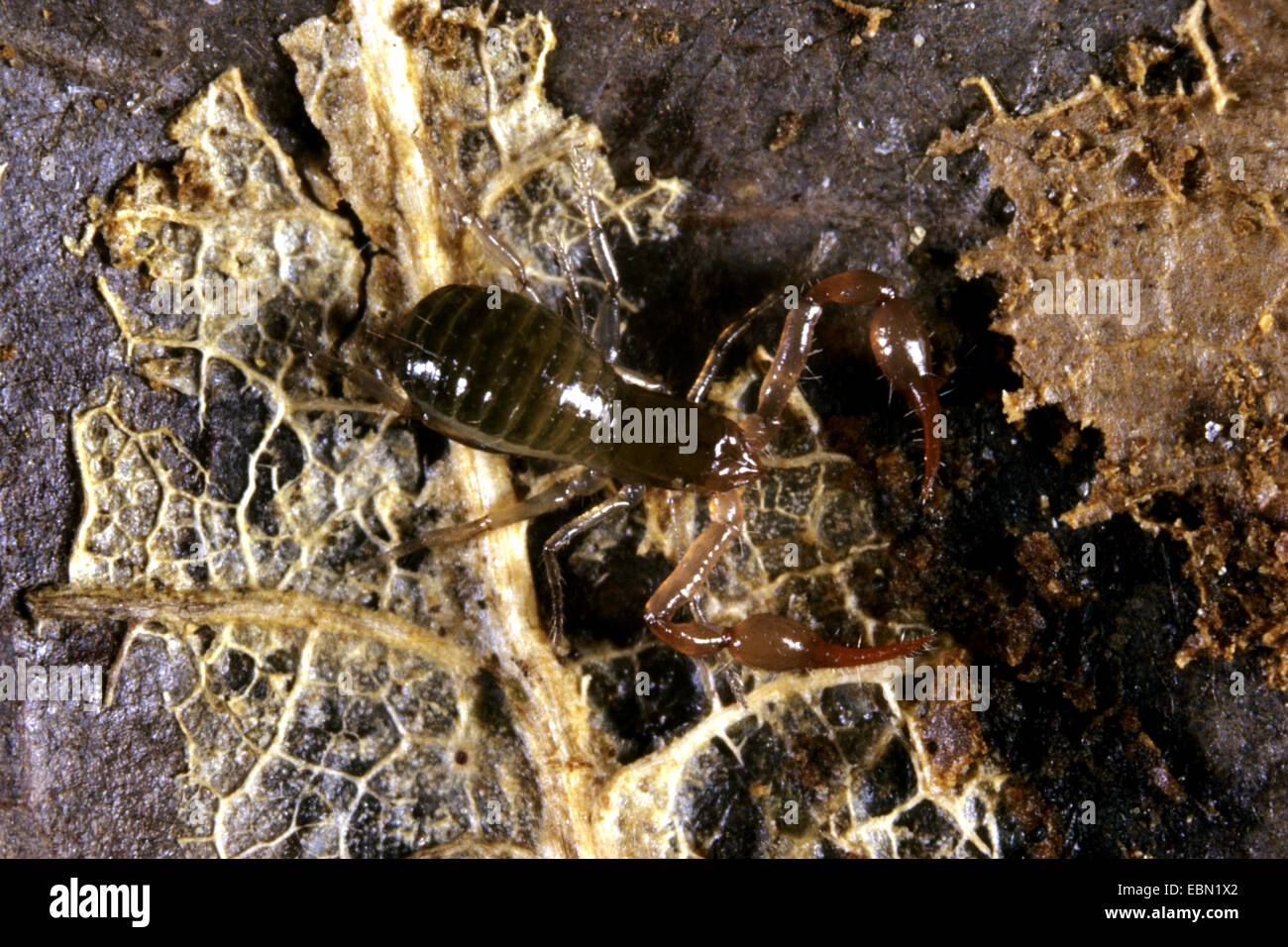 Neobisium hires stock photography and images Alamy