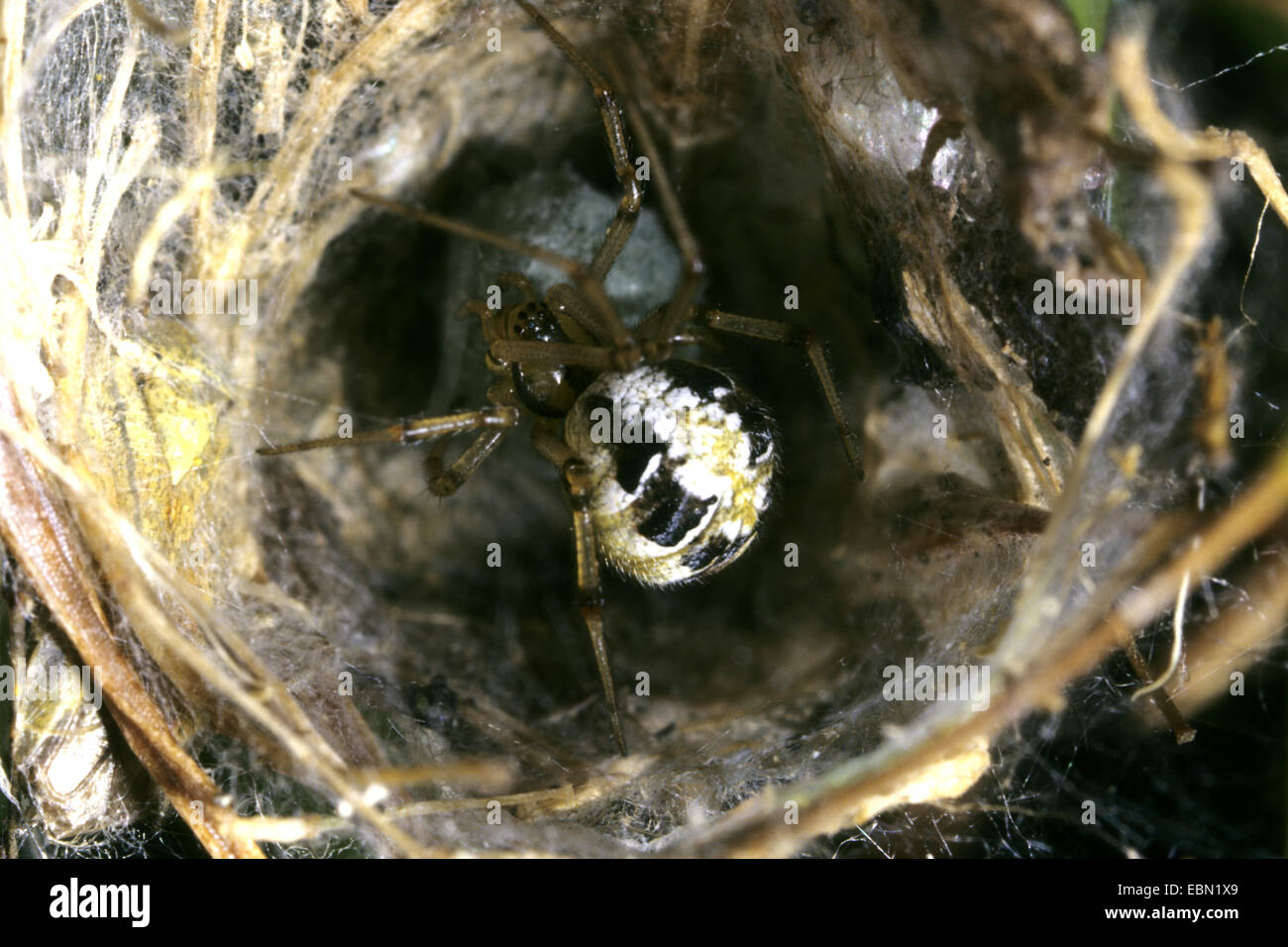 Cobweb Spiders And Comb Footed Spiders High Resolution Stock ...