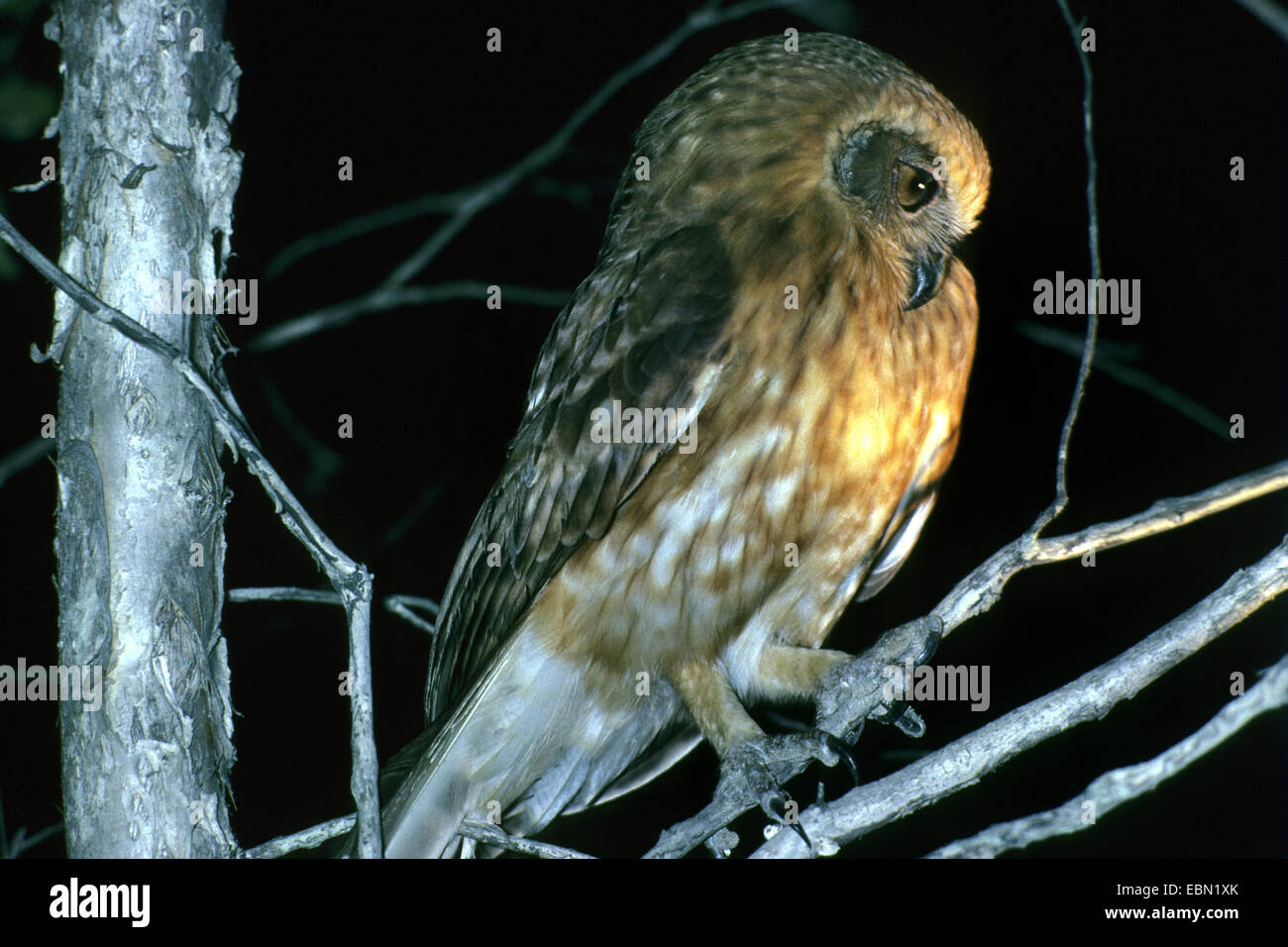 boobook owl (Ninox novaeseelandiae), sitting on a twig Stock Photo