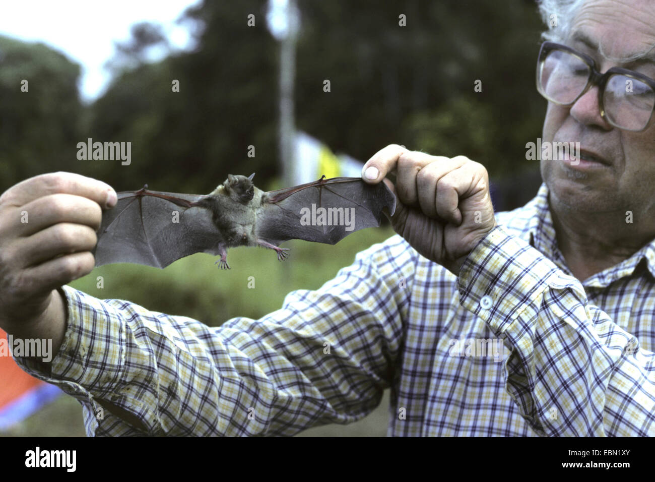 Little Yellow-shouldered Bat (Sturnira spec.), man showing a bat, Ecuador Stock Photo