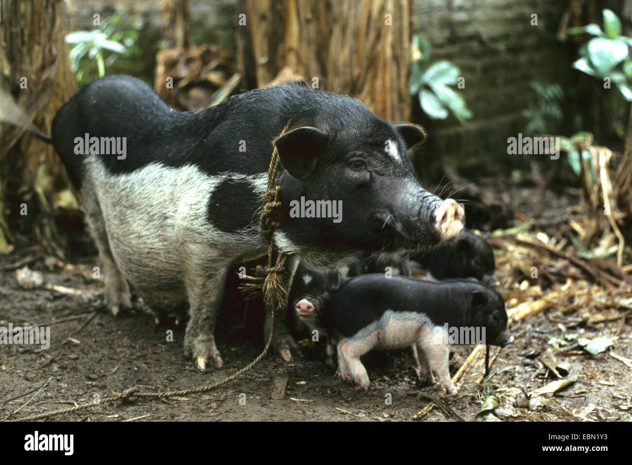 domestic pig (Sus scrofa f. domestica), putting a leash on sow with piglets, Indonesia, Bali Stock Photo