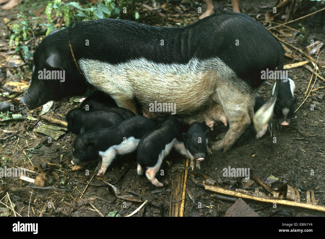 domestic pig (Sus scrofa f. domestica), putting a leash on sow with piglets, Indonesia, Bali Stock Photo