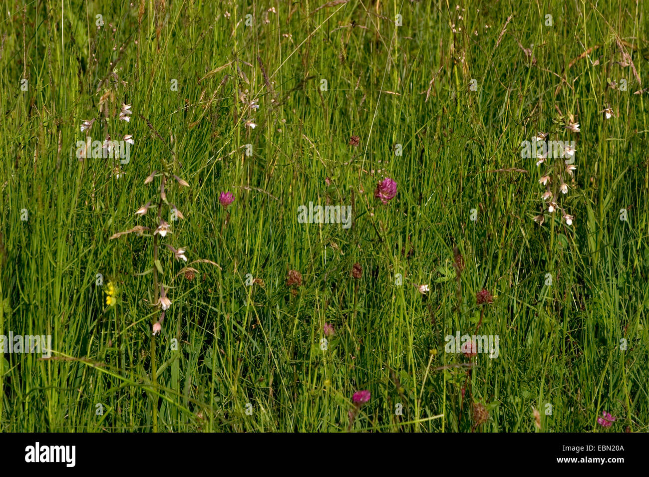 marsh helleborine (Epipactis palustris), at growing site, Austria Stock Photo